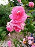 Blühende pinkfarbene Rosen